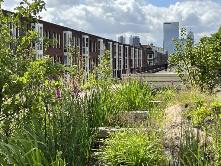 Planten in het Hofbogenpark in Rotterdam, met op de achtergrond een rij woningen