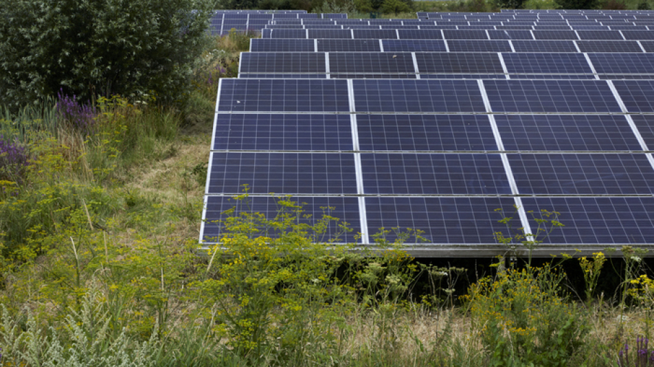 Zonnepanelen in een weiland